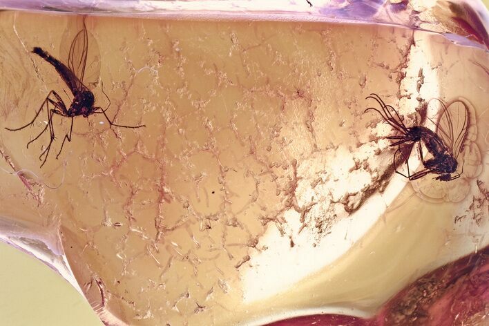 Two Fossil Fungus Gnats (Mycetophilidae) in Baltic Amber #357723